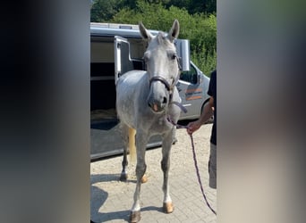 Hanoverian, Mare, 10 years, 17 hh, Grey