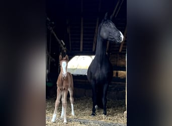Hanoverian, Mare, 10 years, 17,1 hh, Black
