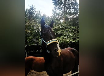 Hanoverian, Mare, 10 years, 17,1 hh, Black