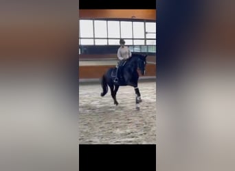 Hanoverian, Mare, 10 years, 17,1 hh, Black