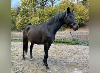 Hanoverian, Mare, 10 years, Smoky-Black