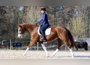 Hanoverian, Mare, 11 years, 15,2 hh, Chestnut-Red