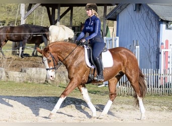 Hanoverian, Mare, 11 years, 15,2 hh, Chestnut-Red