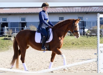 Hanoverian, Mare, 11 years, 15,2 hh, Chestnut-Red