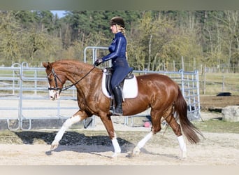 Hanoverian, Mare, 11 years, 15,2 hh, Chestnut-Red