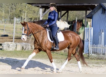 Hanoverian, Mare, 11 years, 15,2 hh, Chestnut-Red