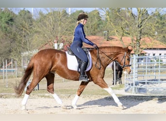 Hanoverian, Mare, 11 years, 15,2 hh, Chestnut-Red