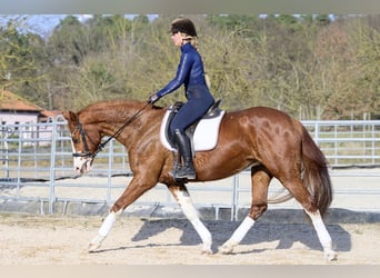 Hanoverian, Mare, 11 years, 15,2 hh, Chestnut-Red