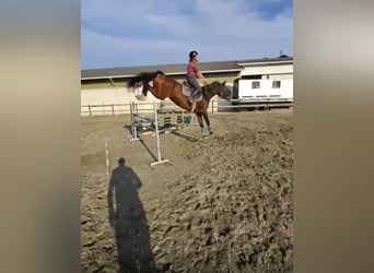 Hanoverian, Mare, 11 years, 15.3 hh, Brown