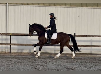 Hanoverian, Mare, 11 years, 15.3 hh, Brown