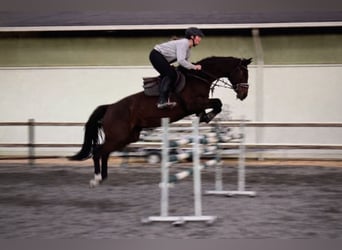 Hanoverian, Mare, 11 years, 15.3 hh, Brown
