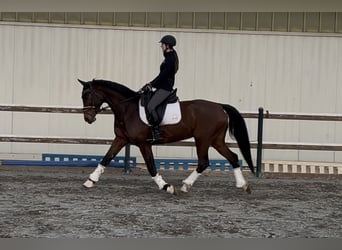Hanoverian, Mare, 11 years, 15,3 hh, Brown