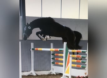 Hanoverian, Mare, 11 years, 16.1 hh, Bay-Dark