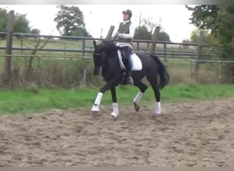 Hanoverian, Mare, 11 years, 16,1 hh, Bay-Dark