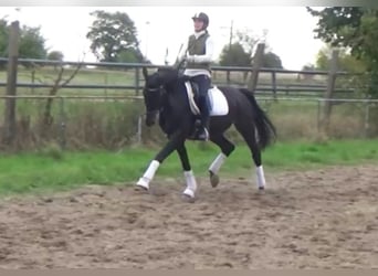 Hanoverian, Mare, 11 years, 16,1 hh, Bay-Dark