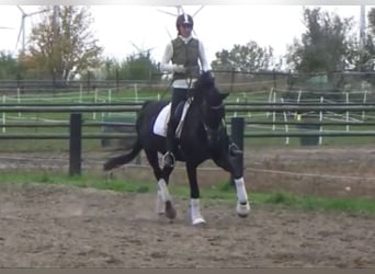 Hanoverian, Mare, 11 years, 16,1 hh, Bay-Dark