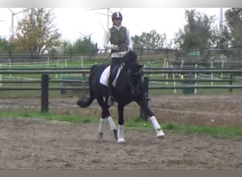 Hanoverian, Mare, 11 years, 16,1 hh, Bay-Dark