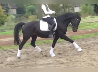 Hanoverian, Mare, 11 years, 16,1 hh, Bay-Dark