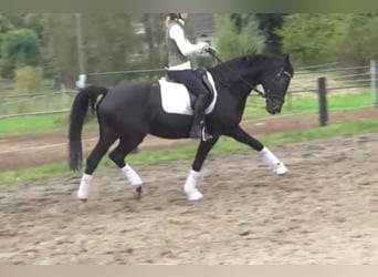 Hanoverian, Mare, 11 years, 16,1 hh, Bay-Dark