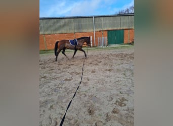 Hanoverian, Mare, 11 years, 16.1 hh, Bay-Dark