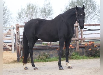 Hanoverian, Mare, 11 years, 16,1 hh, Black