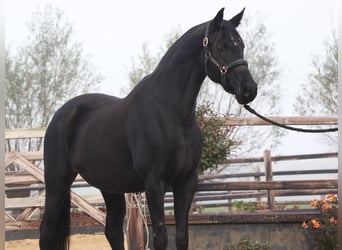 Hanoverian, Mare, 11 years, 16,1 hh, Black