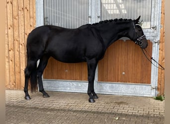 Hanoverian, Mare, 11 years, 16,1 hh, Black