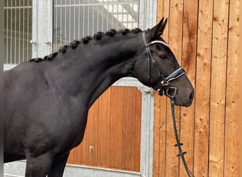 Hanoverian, Mare, 11 years, 16,1 hh, Black