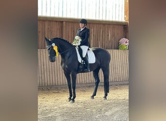 Hanoverian, Mare, 11 years, 16.1 hh, Black