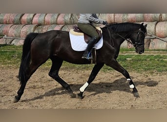 Hanoverian, Mare, 11 years, 16.1 hh, Black