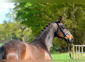 Hanoverian, Mare, 11 years, 16.1 hh, Brown