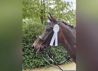 Hanoverian, Mare, 11 years, 16.1 hh, Brown