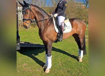 Hanoverian, Mare, 11 years, 16.1 hh, Brown
