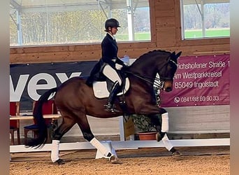 Hanoverian, Mare, 11 years, 16.1 hh, Brown