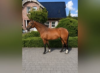 Hanoverian, Mare, 11 years, 16.1 hh, Brown