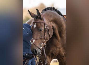 Hanoverian, Mare, 11 years, 16.1 hh, Brown