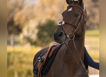 Hanoverian, Mare, 11 years, 16.1 hh, Brown