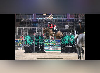 Hanoverian, Mare, 11 years, 16.1 hh, Brown
