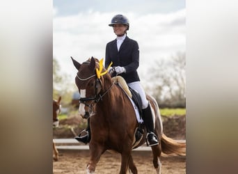 Hanoverian, Mare, 11 years, 16.1 hh, Chestnut