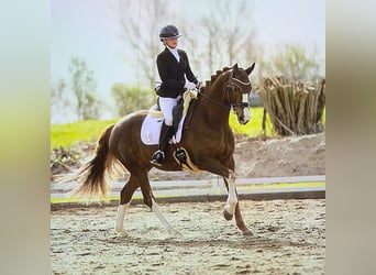 Hanoverian, Mare, 11 years, 16.1 hh, Chestnut