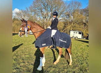 Hanoverian, Mare, 11 years, 16.1 hh, Chestnut