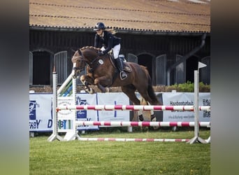 Hanoverian, Mare, 11 years, 16.1 hh, Chestnut