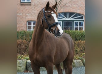 Hanoverian, Mare, 11 years, 16.1 hh, Chestnut