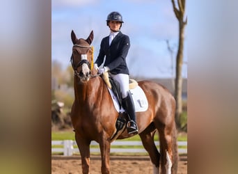 Hanoverian, Mare, 11 years, 16.1 hh, Chestnut