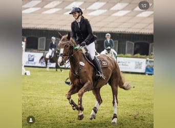 Hanoverian, Mare, 11 years, 16.1 hh, Chestnut
