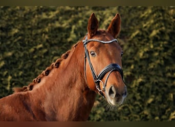 Hanoverian, Mare, 11 years, 16,1 hh, Chestnut-Red