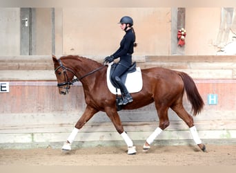 Hanoverian, Mare, 11 years, 16,1 hh, Chestnut-Red