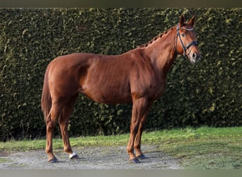 Hanoverian, Mare, 11 years, 16,1 hh, Chestnut-Red