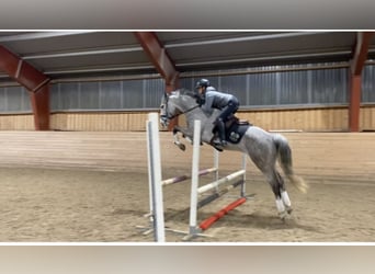 Hanoverian, Mare, 11 years, 16,1 hh, Gray