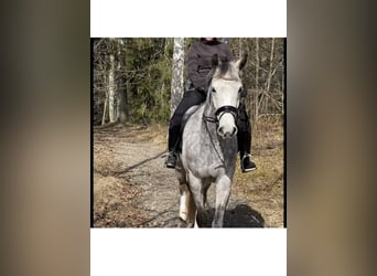 Hanoverian, Mare, 11 years, 16,1 hh, Gray